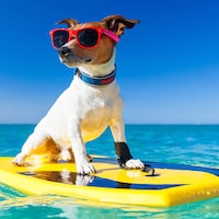 Urlaub mit Hund - 48.052 Ferienwohnungen & Ferienhäuser