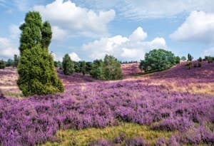 Lüneburger Heide