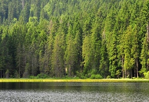 Arber-Region