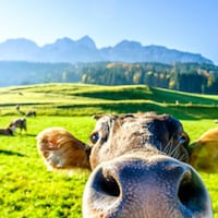 Urlaub auf dem Bauernhof - 1.504 Ferienwohnungen & Ferienhäuser