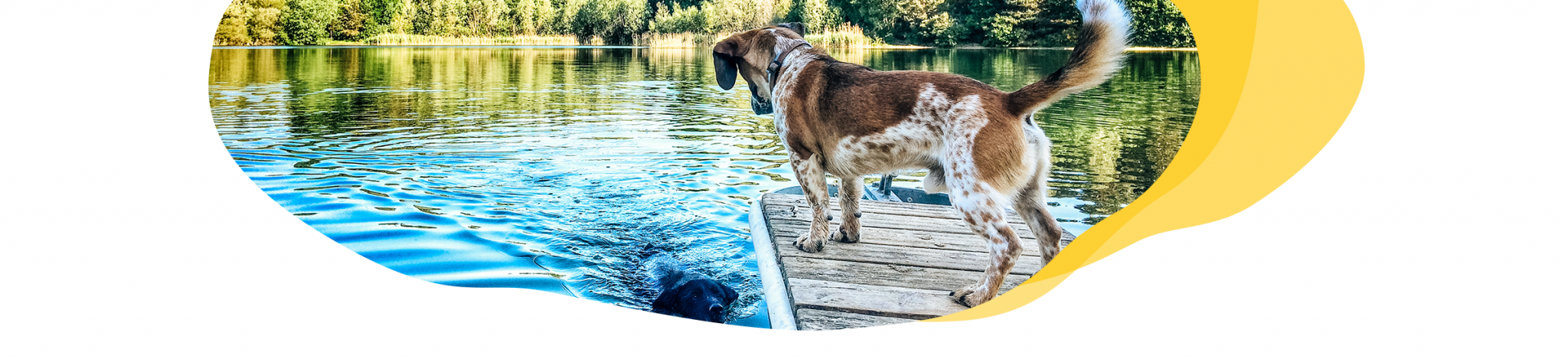 5 Ideen für Urlaub mit Hund am See TraumFerienwohnungen