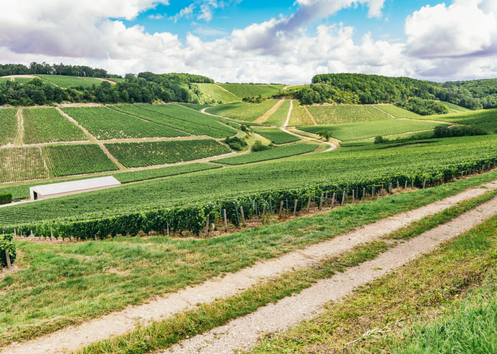 Weinberge im Elsass - Weinstraße Elsass