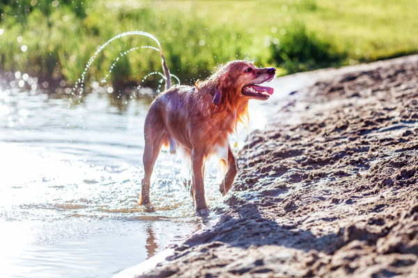 Hund im See im Chiemgau