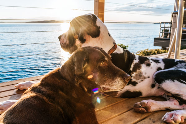 Hunde am Wasser im Chiemgau