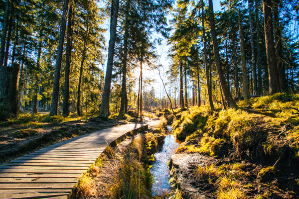 Wald im Harz – Film-Drehorte in Deutschland