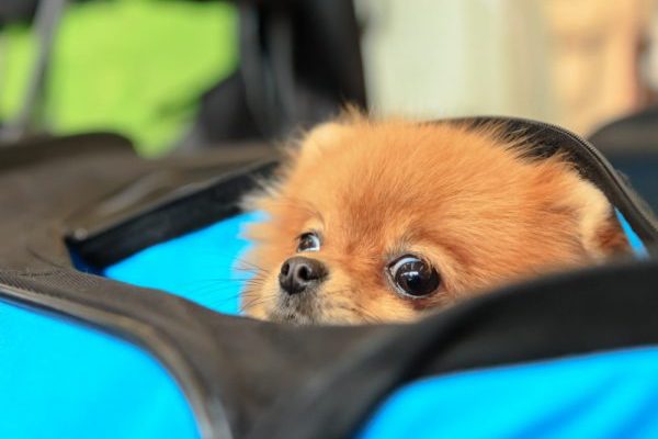 Welpe in der Reisetasche - Einreise mit Hund nach Frankreich