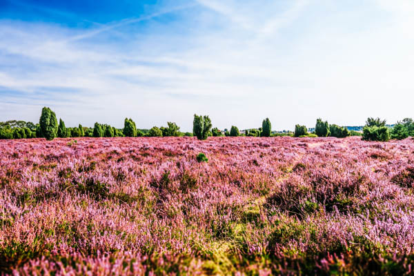 Lüneburger Heide mit blühender Heide