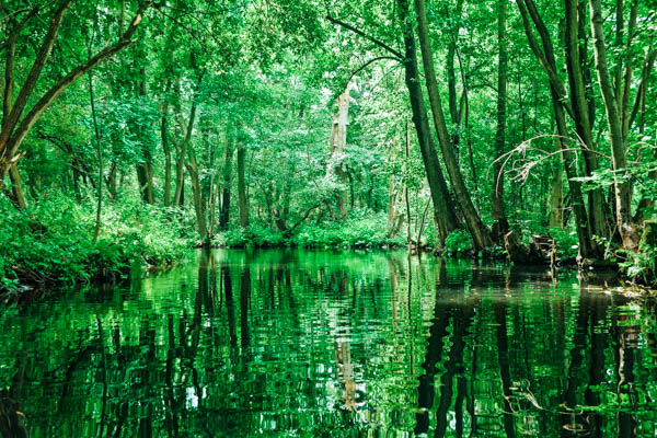 Kanal im Spreewald mit dichtem Wald auf beiden Seiten des Kanals