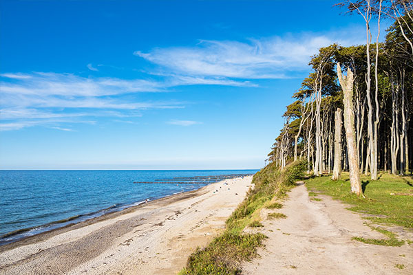 Strand und Meer am Wald