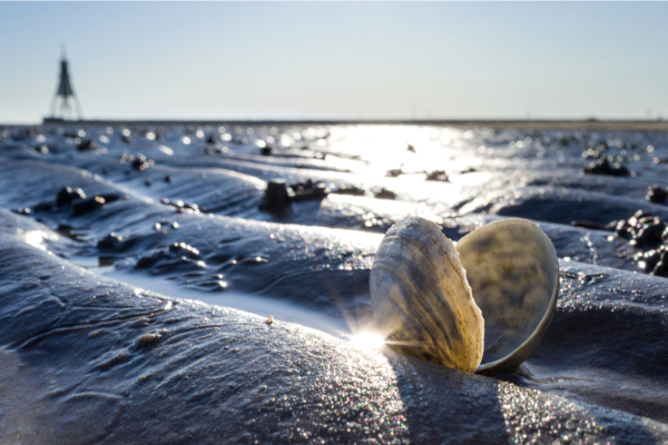 Aussicht über das Watt an der Nordsee