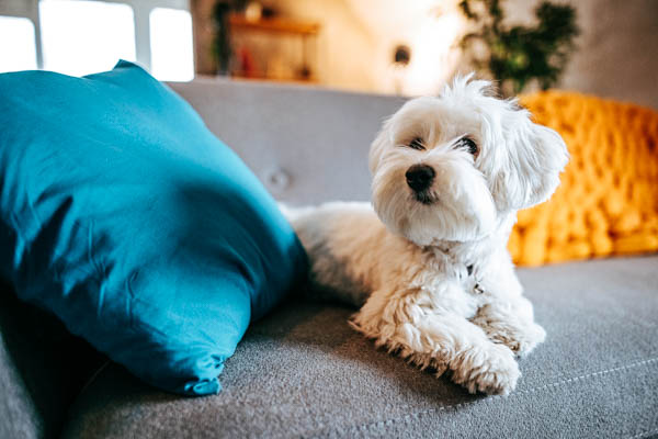 Dürfen Hunde mit in die Ferienwohnung? Legen Sie es in Ihrer Hausordnung fest!